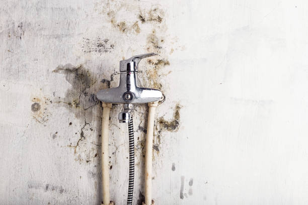Best Mold Removal Near Me  in Forrest, IL