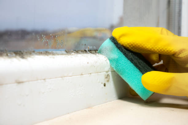 Best Mold Cleaning Services  in Forrest, IL