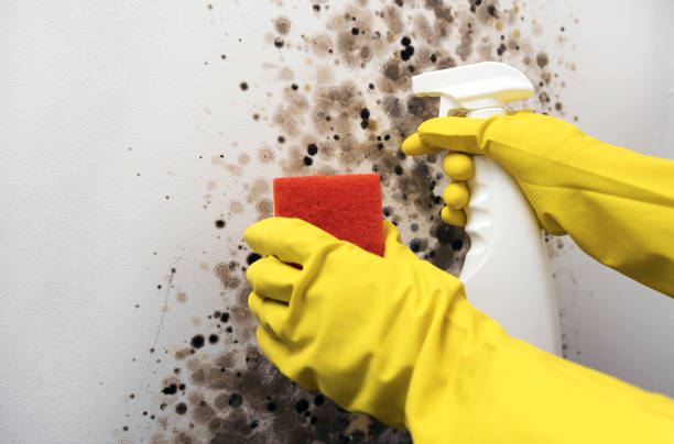 Best Mold Testing  in Forrest, IL