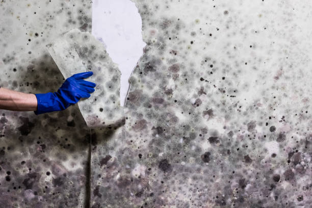 Best Mold Removal Company Near Me  in Forrest, IL